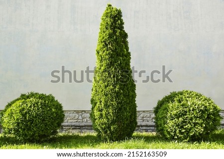 Clipped evergreen thuja trees on background of building wall. Cupressaceae, plants of Cypress families. Copy space. Selective focus. Royalty-Free Stock Photo #2152163509