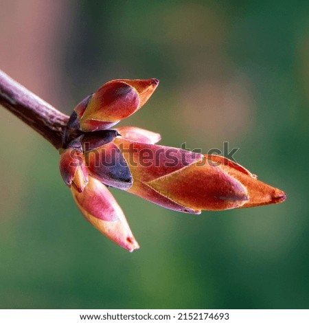 A sprig of a young tree is ready to blossom in spring.

