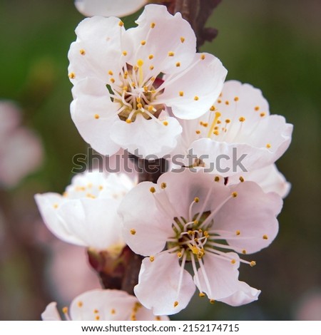 Lovely tender sakura flowers in spring on a tree.