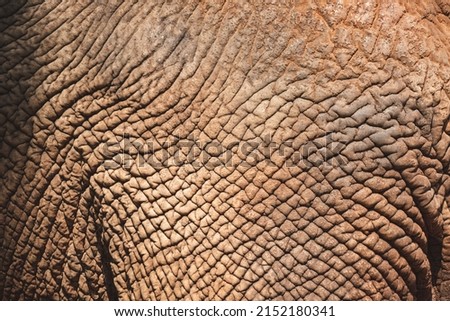 old African elephant texture leather skin, background of animal, abstract nature of mammal rough detail, biggest wildlife from wild safari zoo, large macro shot in grey color and wrinkle skin