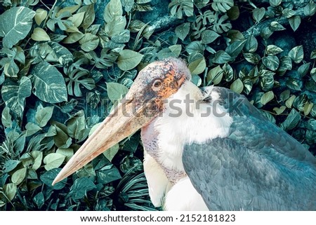 Marabou- large African stork with massive bill on Abstract dark green leaf texture, nature background. tropical Leaves leaf texture green organic background macro layout closeup. vertical garden