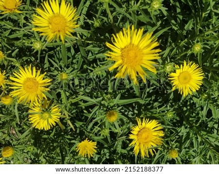 A medicinal plant with many small yellow star-shaped flowers.Blooming Inula ensifolia. Floral Desktop wallpaper