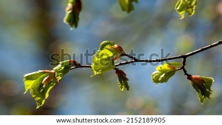 spring buds on trees. Leaves appear on trees in spring. They burst from the buds, in which they have been inactive all winter. Sunlight causes the leaves to bloom. Royalty-Free Stock Photo #2152189905