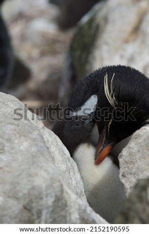 Portrait of a Southern rockhopper penguin Saunders island, Falkland Islands.