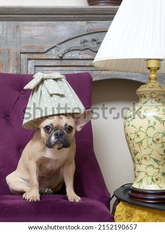 A purebred female French bulldog with a cheerful muzzle with a cozy vintage green hat with white polka dots on its head, sits in front of fireplace on the glam purple armchair .