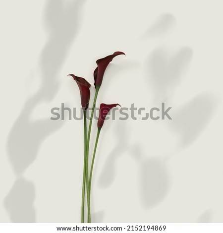 Dark purple Calla lily flowers on beige background with shadows. Nature flowery flat lay, pattern minimal style. Bouquet of bright fresh blooming flowers. Bloom Calla lilies top view floral still life