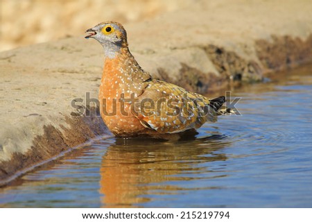Burchell's Sand-Grouse - African Wild Bird Background - Reflections of Color