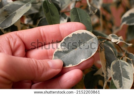 A woman's hand holds a leaf of Ficus benjamina also infested with scab on leaves thrips, as evidenced by misshapen leaves and numerous tiny spots.Minimalist home decor concept. Home and garden, garden