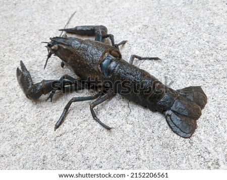 Black crayfish animal, small lobster crawling on the ground, freshwater crustaceans