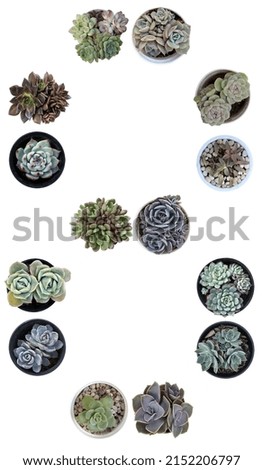 Several pots of succulent plants arranged in the letter number 8 and isolated on white background.