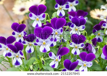 Beautiful Pansy flowers in the park.