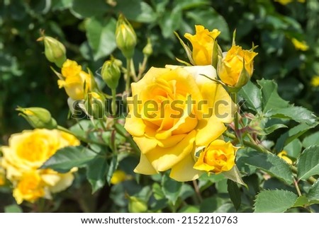 Beautiful roses in the park.