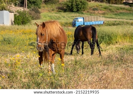 A pair of horses graze in the meadow. Farm field with grazing horses. The concept of life in the countryside, away from cities and civilization, unity with nature and enjoyment.