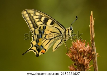 Picture of gorgeous yellow butterfly. Papilio machaon, the Old World swallowtail. Closeup shot of a butterfly. Butterflies and flowers. Copy spaces