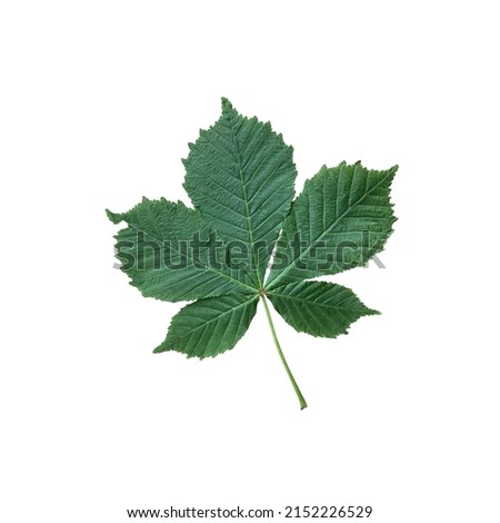 Bright green chestnut tree leaf, isolated object, cutout element on white background, seasonal spring or summer colorful mood, soft focus and clipping path
