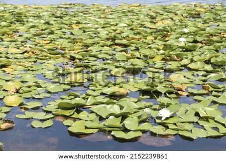 water lily flowers in spring