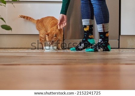 Unrecognizable woman feeding her cat in socks Royalty-Free Stock Photo #2152241725