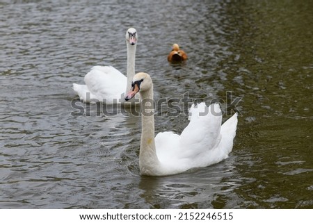 Graceful white two swans swimming in the lake, swans in the wild.