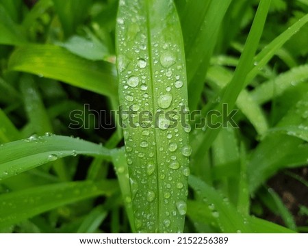 Green, young, long leaf in raindrops on a green grass background (macro, vertical, full face, texture).