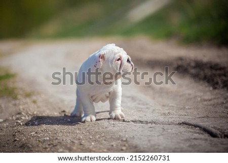 Gorgeous white English Bulldog puppy, Little dog on a country road