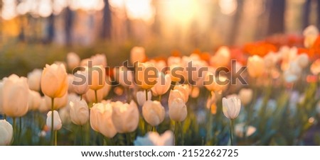 Beautiful colorful tulips on blurred spring sunny nature landscape. Bright blooming tulips flower panorama for spring nature love concept. Amazing natural spring scene, design, tranquil floral banner