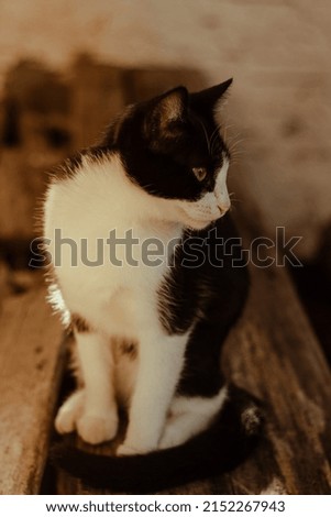 cat black and white fuffy