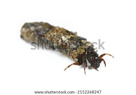 Caddisflies, aquatic larvae isolated on white Royalty-Free Stock Photo #2152268247