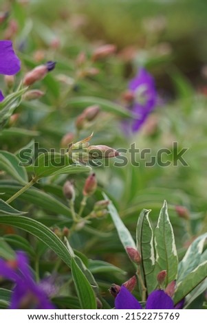 Tibouchina urvilleana (Also called glory bush, lasiandra, princess flower, pleroma, purple glory tree) in nature. It can be trained as a vine and grown on a trellis