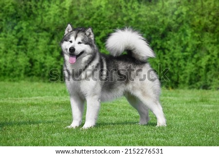 Alaskan Malamute dog standing sideways on the grass Royalty-Free Stock Photo #2152276531