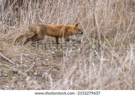 Male red fox in spring