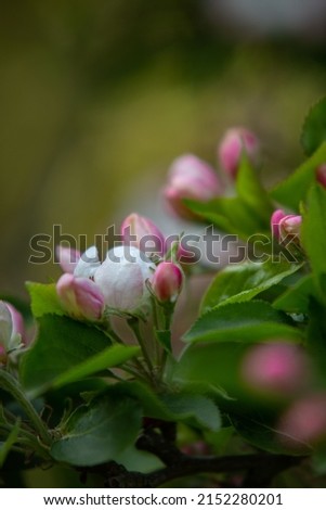 A closeup of beautiful pink flowers growing in a garden