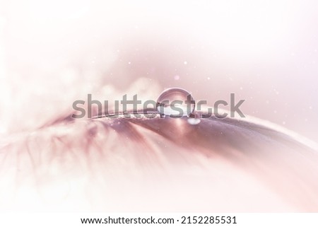 Transparent water droplets on pink feather on turquoise background, Dreamy elegant image of fragility and beauty of nature. Light airy natural Desktop background. Macrophotography. Selective focus.