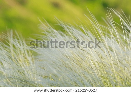 Nature background dry grass ears fluttering in the wind in a meadow