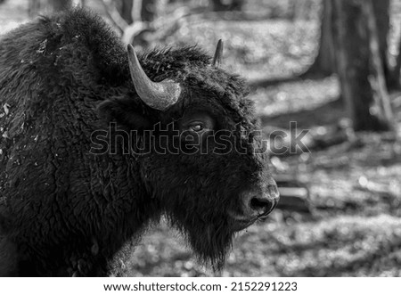 buffalo black and white picture