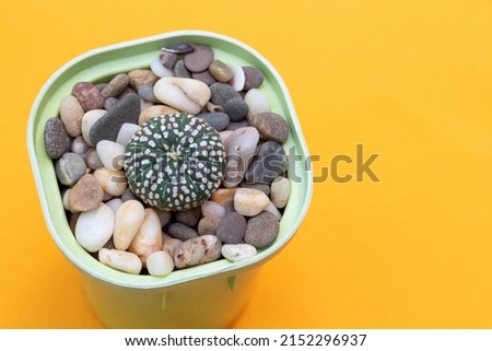 Astrophytum kabuto cactus on yellow background. Close-up. Selective focus. Picture for articles about hobbies, plants.