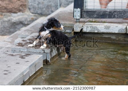 Happy dog ​​playing at the town fountain.