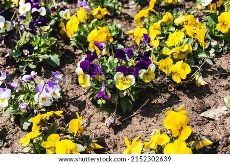 Viola tricolor flowers also known as wild pansy, Johnny Jump up, heartsease. Royalty-Free Stock Photo #2152302639