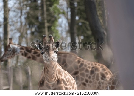 A bright summer day in the Schwerin Zoo in Germany with two giraffes walking around in the garden