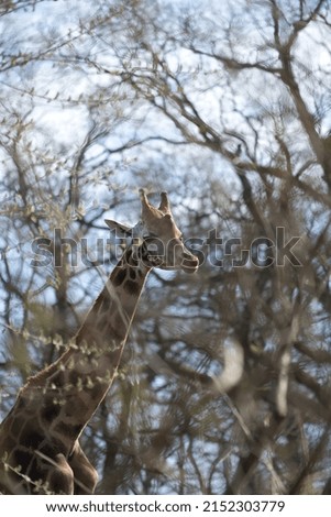 A vertical shot of a giraffe in the Schwerin Zoo in Germany surrounded by trees on a blurry background