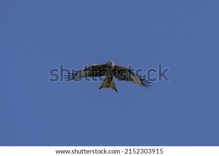 A low angle shot of a fierce eagle soaring through the clear blue sky