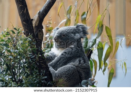 A cute Koala on a tree on a blurred background in the zoo