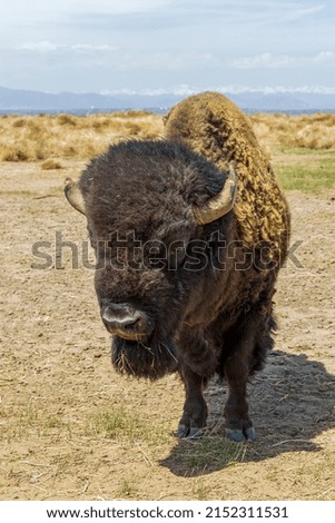 Buffalo at Rocky Mountain Arsenal National Wildlife Refuge, Colorado