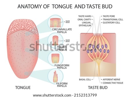Anatomy of tongue and taste bud. Medical vector illustration. Royalty-Free Stock Photo #2152313799
