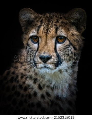 A vertical closeup shot of a baby Cheetah on a black background
