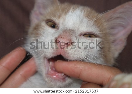 Cute little cat is biting finger.