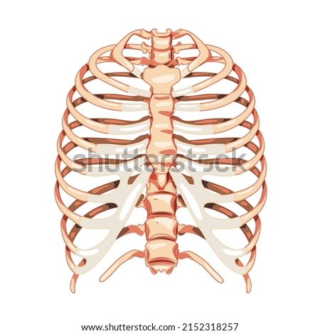 Rib cage Skeleton Human bones system front view. Realistic Chest anatomically correct ribcage 3D flat natural color concept. Vector illustration of medical anatomy isolated on white background