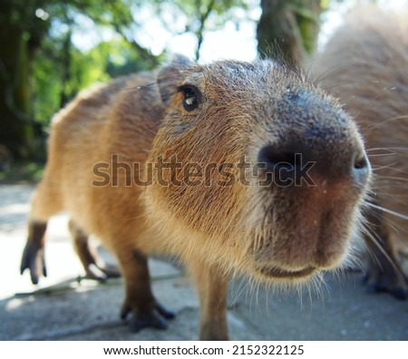 Curious capybara sniffing around. Capybara nose, whiskers, and webbed toes.  Royalty-Free Stock Photo #2152322125