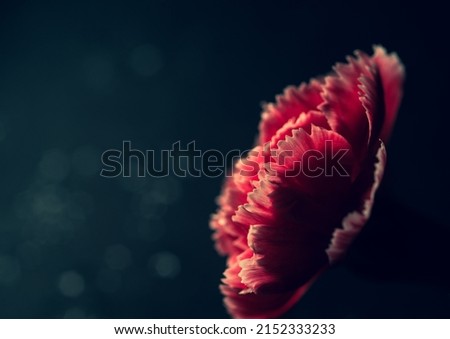Dianthus caryophyllus, commonly known as the carnation or clove pink, macro  photography