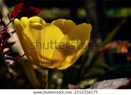 Close- up photo the yellow tulip flower in sunlight with blurry background