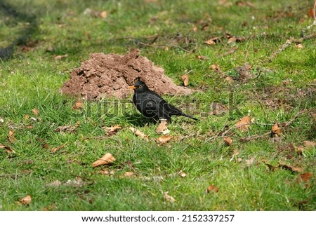 Picture shows a male blackbird in a meadow in front of a molehill